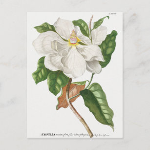Vintage Botanical Illustration Postcard