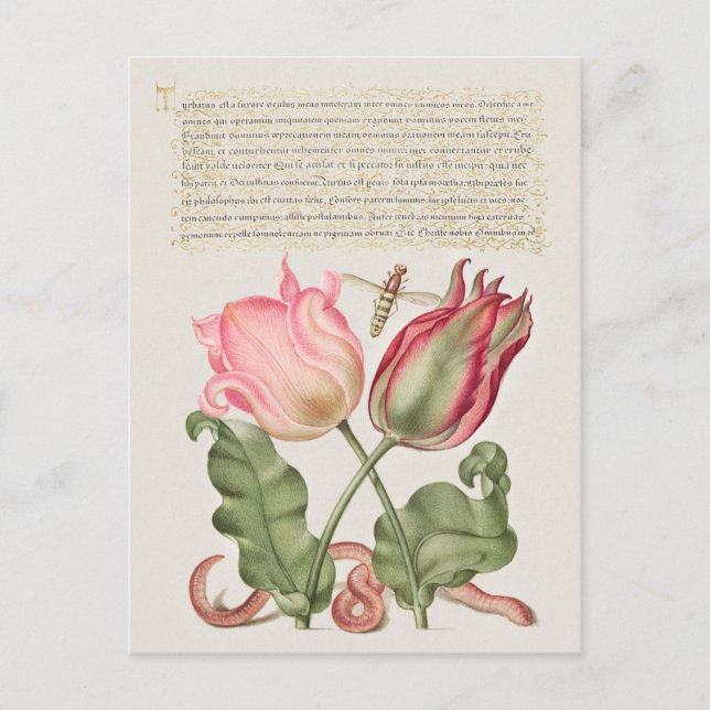 Vintage Botanical Illustration Postcard (Front)