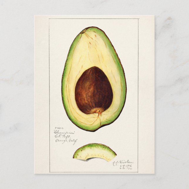 Vintage Botanical Illustration Postcard (Front)