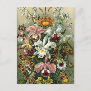 Vintage Botanical Illustration Postcard