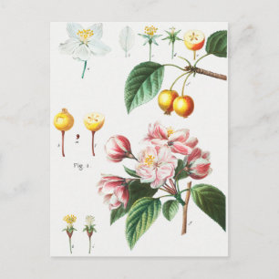 Vintage Botanical Illustration Postcard