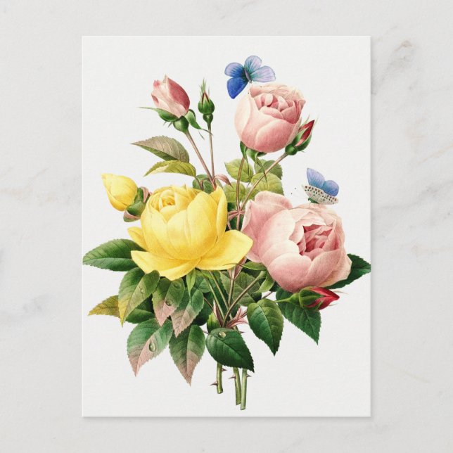 Vintage Botanical Illustration Postcard (Front)