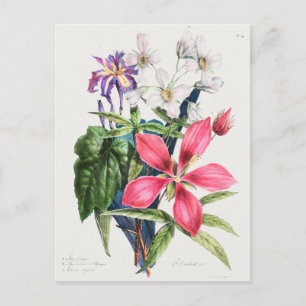 Vintage Botanical Illustration Postcard