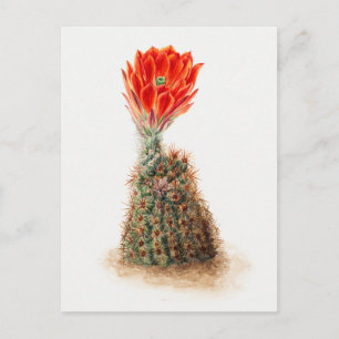 Vintage Botanical Illustration Postcard