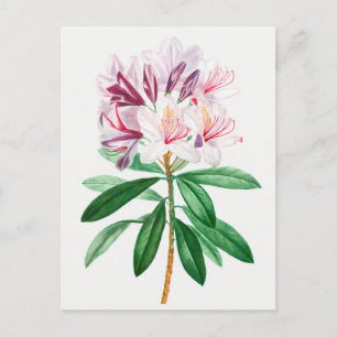 Vintage Botanical Illustration Postcard