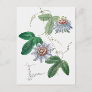 Vintage Botanical Illustration Postcard