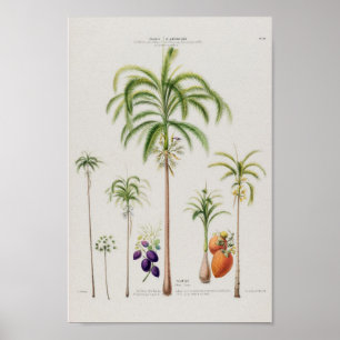Vintage Botanical Illustration Poster
