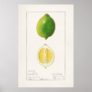 Vintage Botanical Illustration Poster