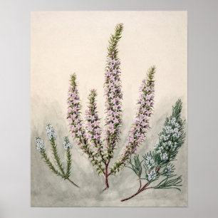 Vintage Botanical Illustration Poster