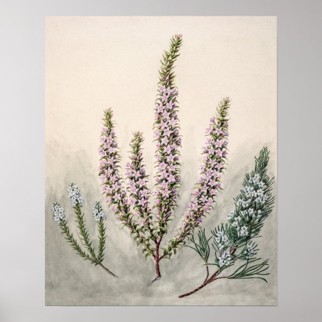 Vintage Botanical Illustration Poster (Front)