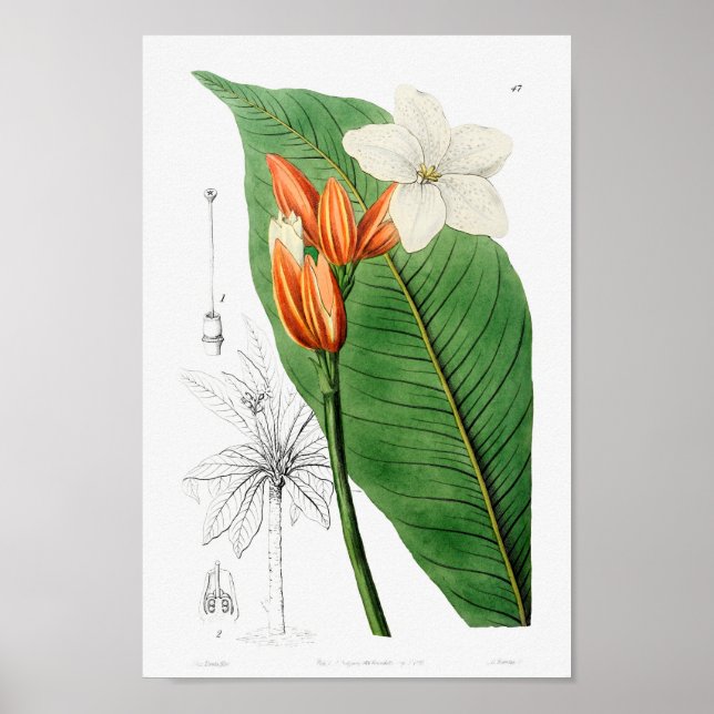 Vintage Botanical Illustration Poster (Front)