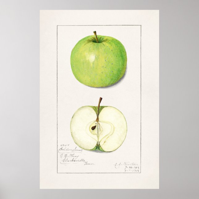 Vintage Botanical Illustration Poster (Front)