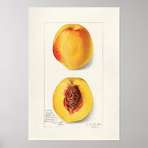 Vintage Botanical Illustration Poster