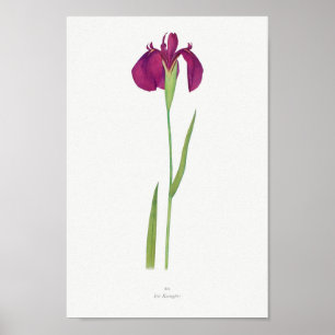 Vintage Botanical Illustration Poster