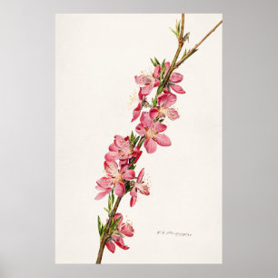 Vintage Botanical Illustration Poster