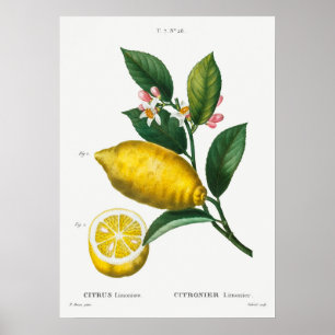 Vintage Botanical Illustration Poster