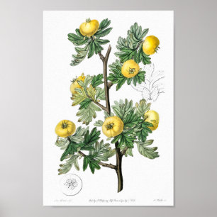 Vintage Botanical Illustration Poster
