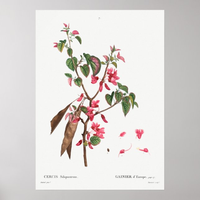 Vintage Botanical Illustration Poster (Front)