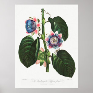 Vintage Botanical Illustration Poster