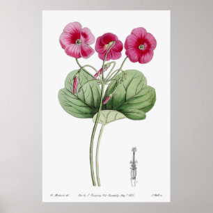 Vintage Botanical Illustration Poster