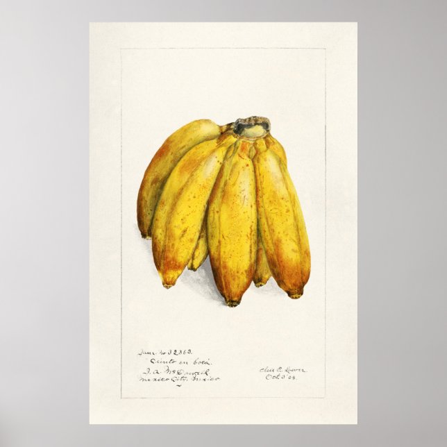 Vintage Botanical Illustration Poster (Front)