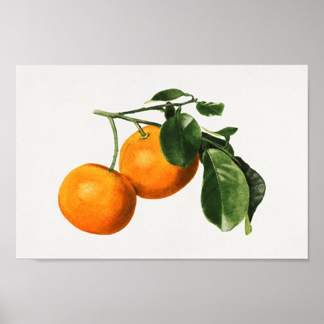 Vintage Botanical Illustration Poster (Front)