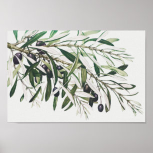 Vintage Botanical Illustration Poster