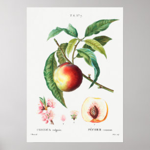 Vintage Botanical Illustration Poster