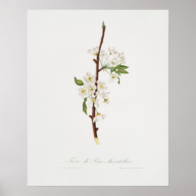 Vintage Botanical Illustration Poster (Front)