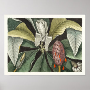 Vintage Botanical Illustration Poster