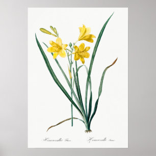 Vintage Botanical Illustration Poster