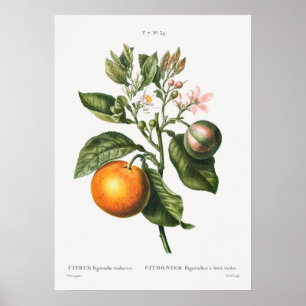 Vintage Botanical Illustration Poster