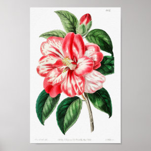 Vintage Botanical Illustration Poster