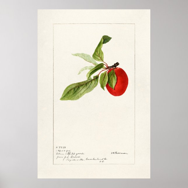Vintage Botanical Illustration Poster (Front)