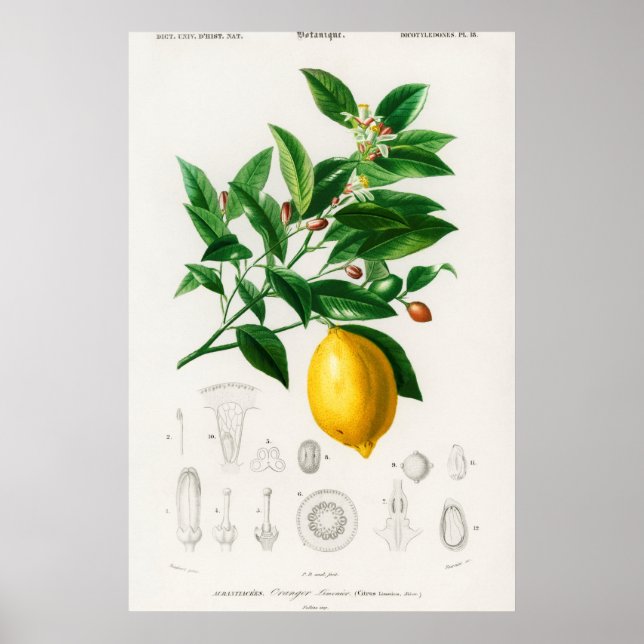 Vintage Botanical Illustration Poster (Front)