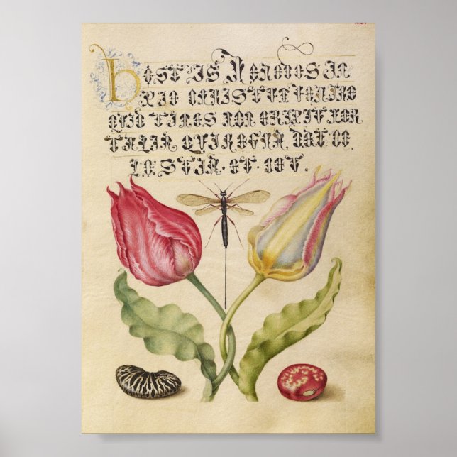 Vintage Botanical Illustration Poster (Front)