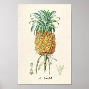 Vintage Botanical Illustration Poster