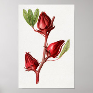 Vintage Botanical Illustration Poster