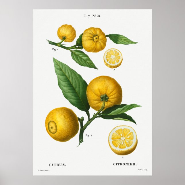 Vintage Botanical Illustration Poster (Front)
