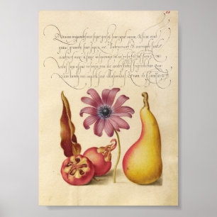 Vintage Botanical Illustration Poster