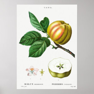 Vintage Botanical Illustration Poster