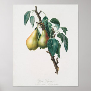 Vintage Botanical Illustration Poster