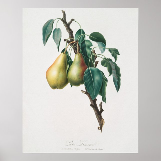 Vintage Botanical Illustration Poster (Front)
