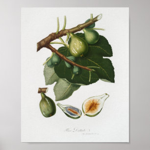 Vintage Botanical Illustration Poster