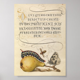 Vintage Botanical Illustration Poster