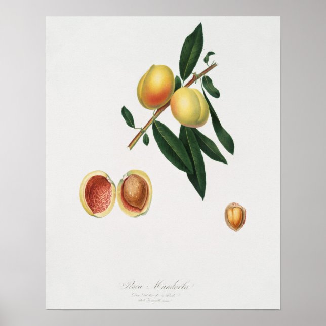 Vintage Botanical Illustration Poster (Front)