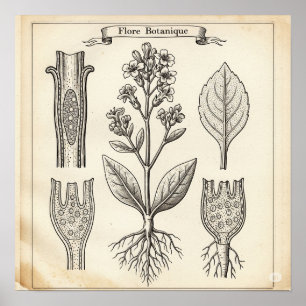 Vintage Botanical Illustration Poster
