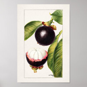 Vintage Botanical Illustration Poster