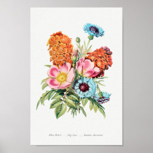 Vintage Botanical Illustration Poster