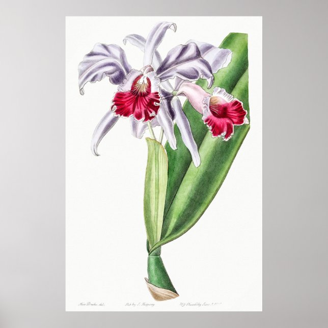 Vintage Botanical Illustration Poster (Front)